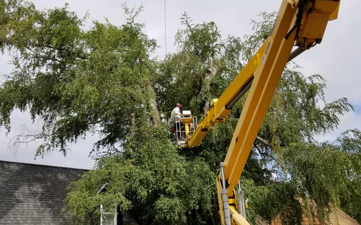 Treating Seattle Bronze Birch Borer Damage