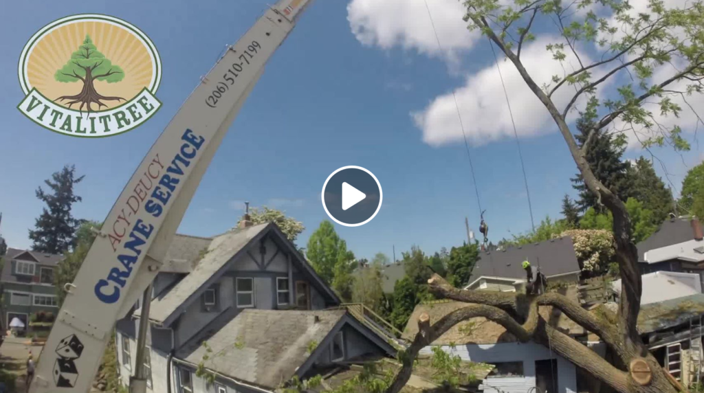 Dangerous Seattle Tree Removal [Timelapse Video]