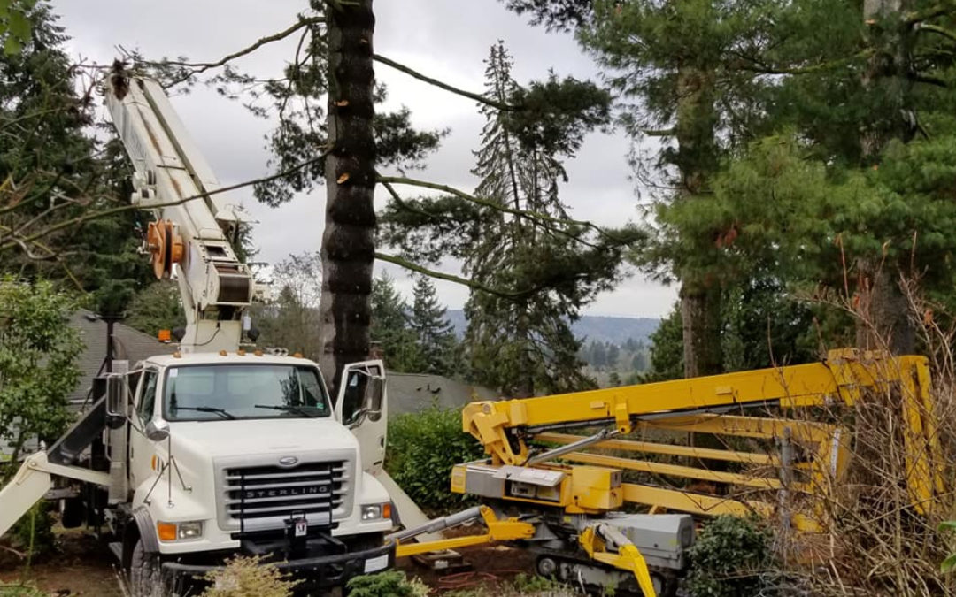 Multiple Seattle Homes Saved from a Row of Storm Damaged Trees Already Crashing through Garages